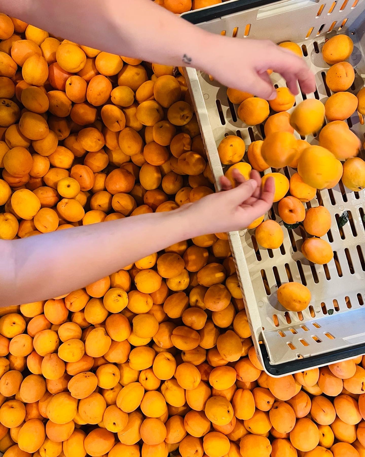 Apricot Shrub | Girl Meets Dirt