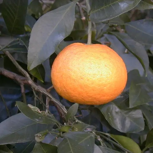 Kankitsu Labo Candied Japanese Citrus Peels