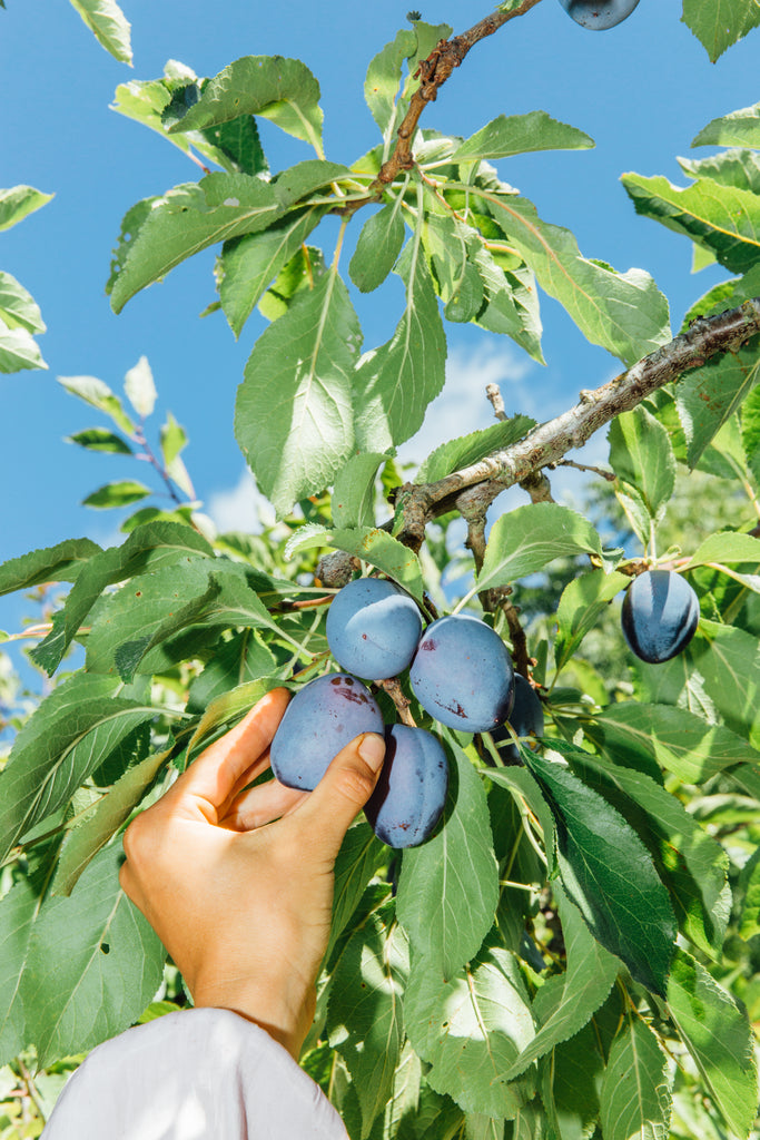 Vanilla Plum Medley Spoon Preserves