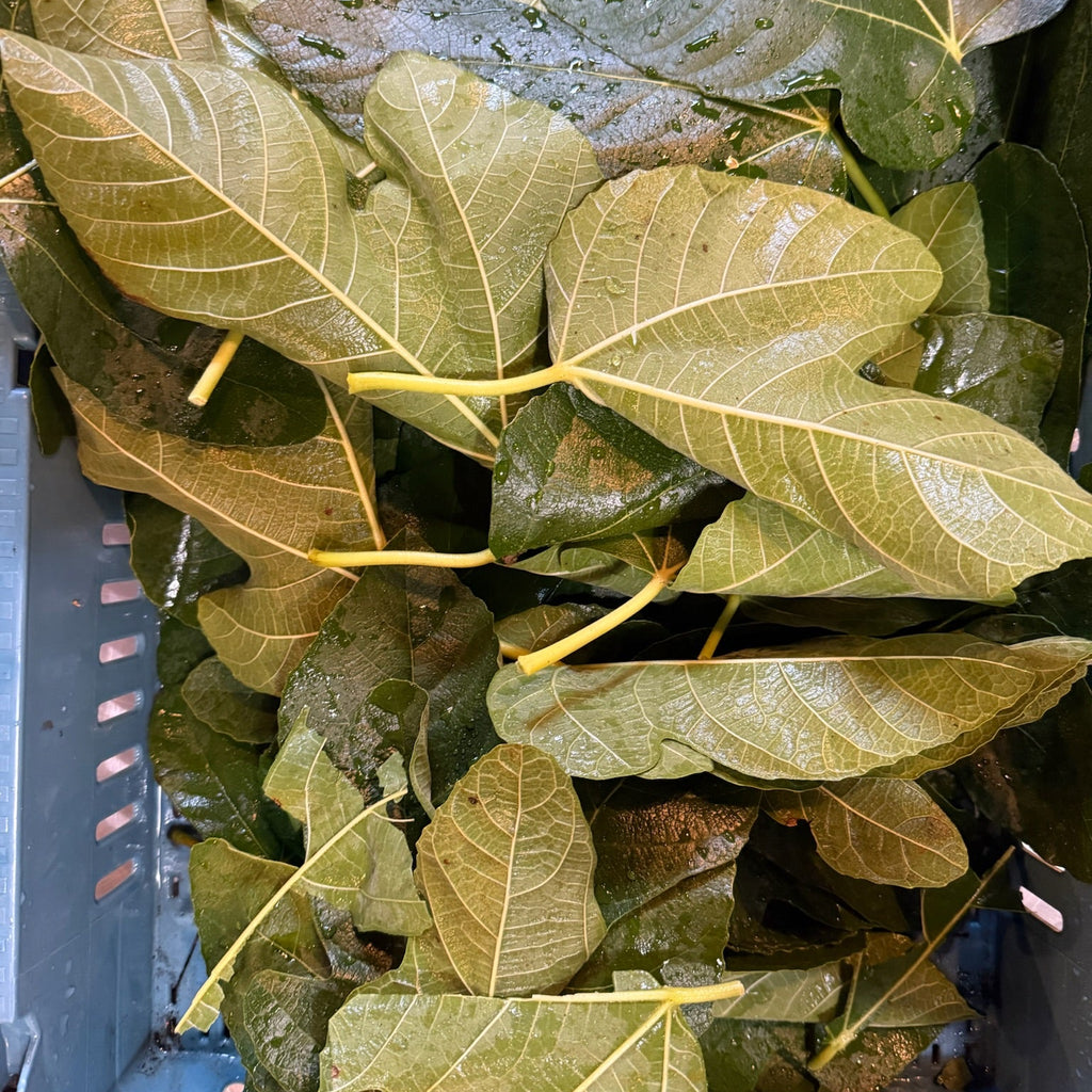Stack of green fig leaves in a blue container