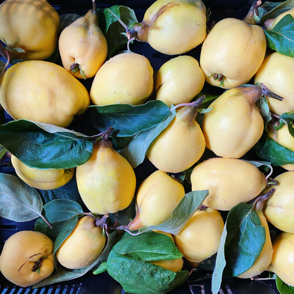 Quince Cutting Preserves