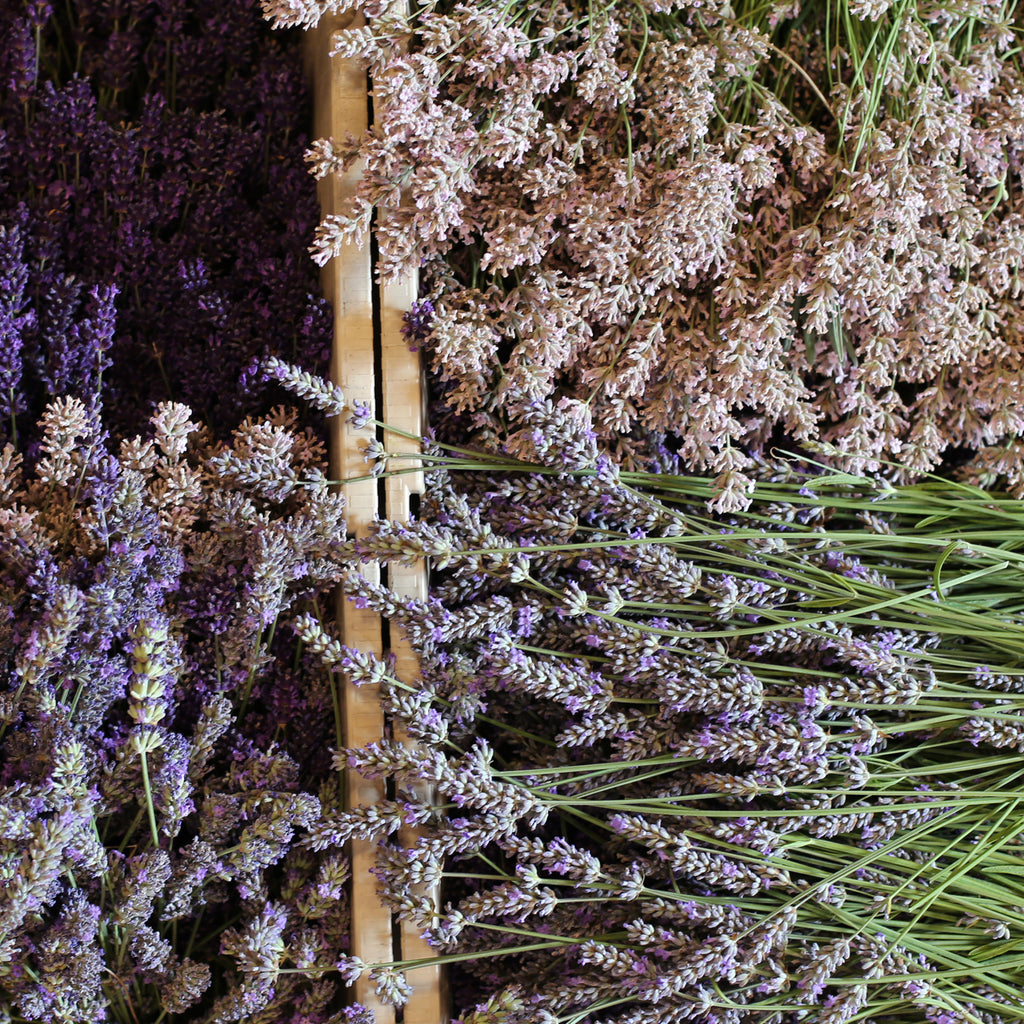 lemon scented lavender plant Lemon Lavender Shrub