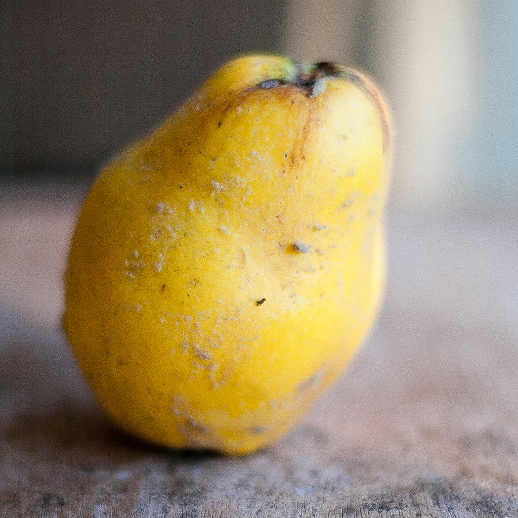 Quince Marmalade Spoon Preserves